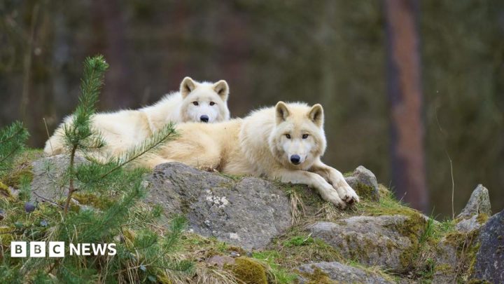 Girl seriously injured in wolf attack at German wildlife park