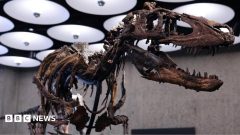 Nanotyrannus skeleton goes to auction in New York with £4.5m price tag