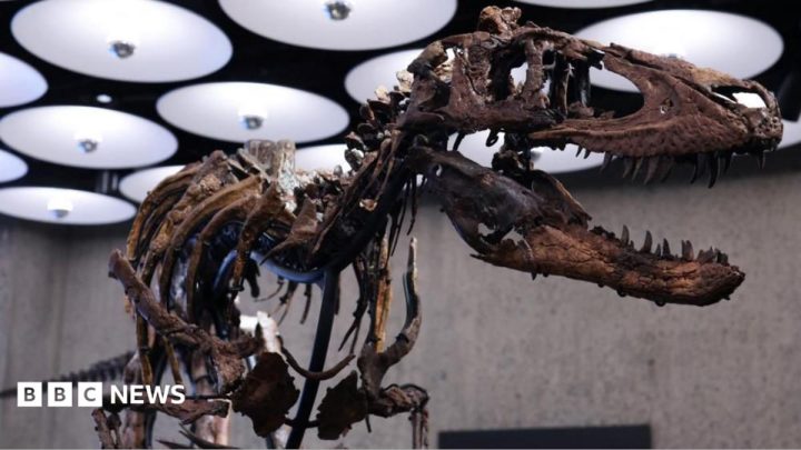 Nanotyrannus skeleton goes to auction in New York with £4.5m price tag