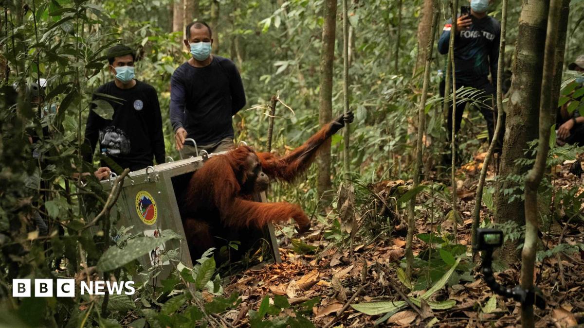 Watch: Endangered orangutans released back into the wild after Borneo fires