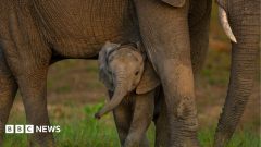 Global nature talks reach deal but money remains an issue