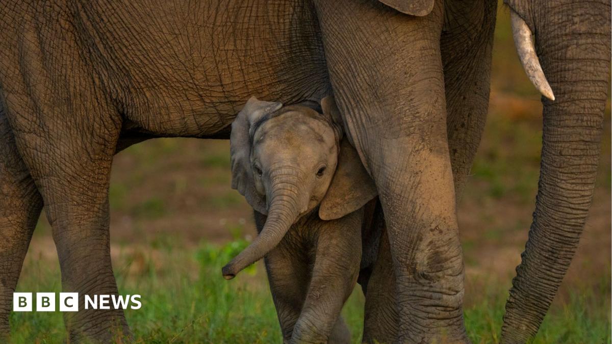 Global nature talks reach deal but money remains an issue