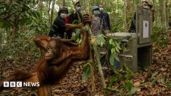 Orangutans released back into Borneo forest after devastating fires