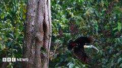 Brazil sees record fall in Amazon deforestation as key election looms