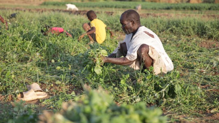 Sudan’s famine risk worsened by conflict, draught and funding shortages, report says