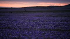 Earth’s driest desert is covered in wildflowers right now