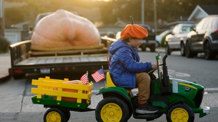 Giant pumpkins battle for heavyweight glory and the world record in California