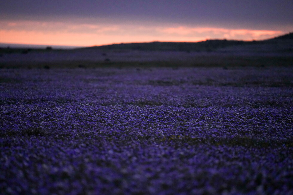 Earth’s driest desert is covered in wildflowers right now