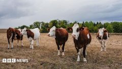 First human case of Shamonda virus detected in France, officials say