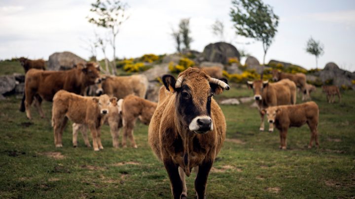 France reports first human Shamonda virus case, says no health risk