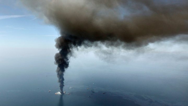 Marine life dramatically declined in Gulf in years after BP oil spill, study finds