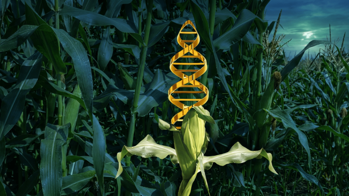 Govt Delays Genetically Modified Food Imports