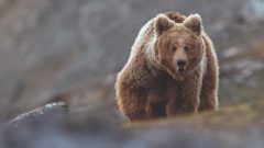 Warning Issued After Bear Attack in Tourist Destination