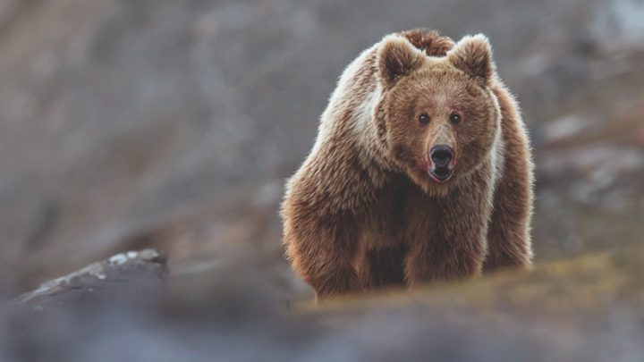 Warning Issued After Bear Attack in Tourist Destination