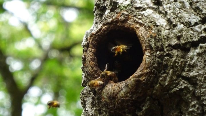 Lahore High Court Orders Protection of Honeybees and Their Habitats