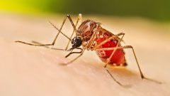 Punjab to File FIRs Over Dengue Larvae Breeding