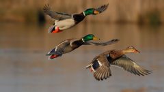 Punjab Announces Waterfowl Hunting Season Dates