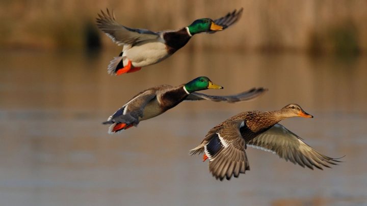 Punjab Announces Waterfowl Hunting Season Dates