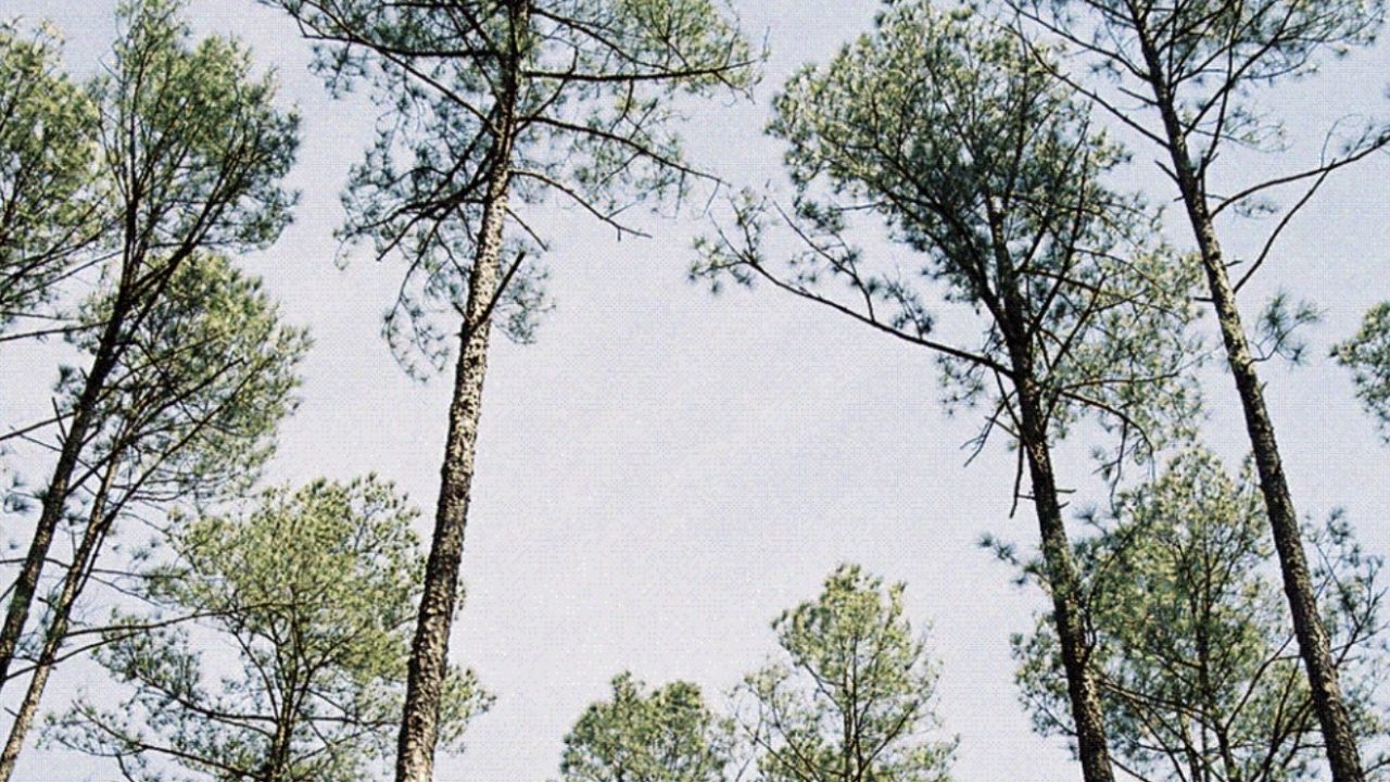 Lumber manufacturer investing $8.3 million in Macon expansion