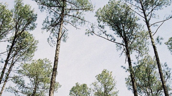 Lumber manufacturer investing $8.3 million in Macon expansion