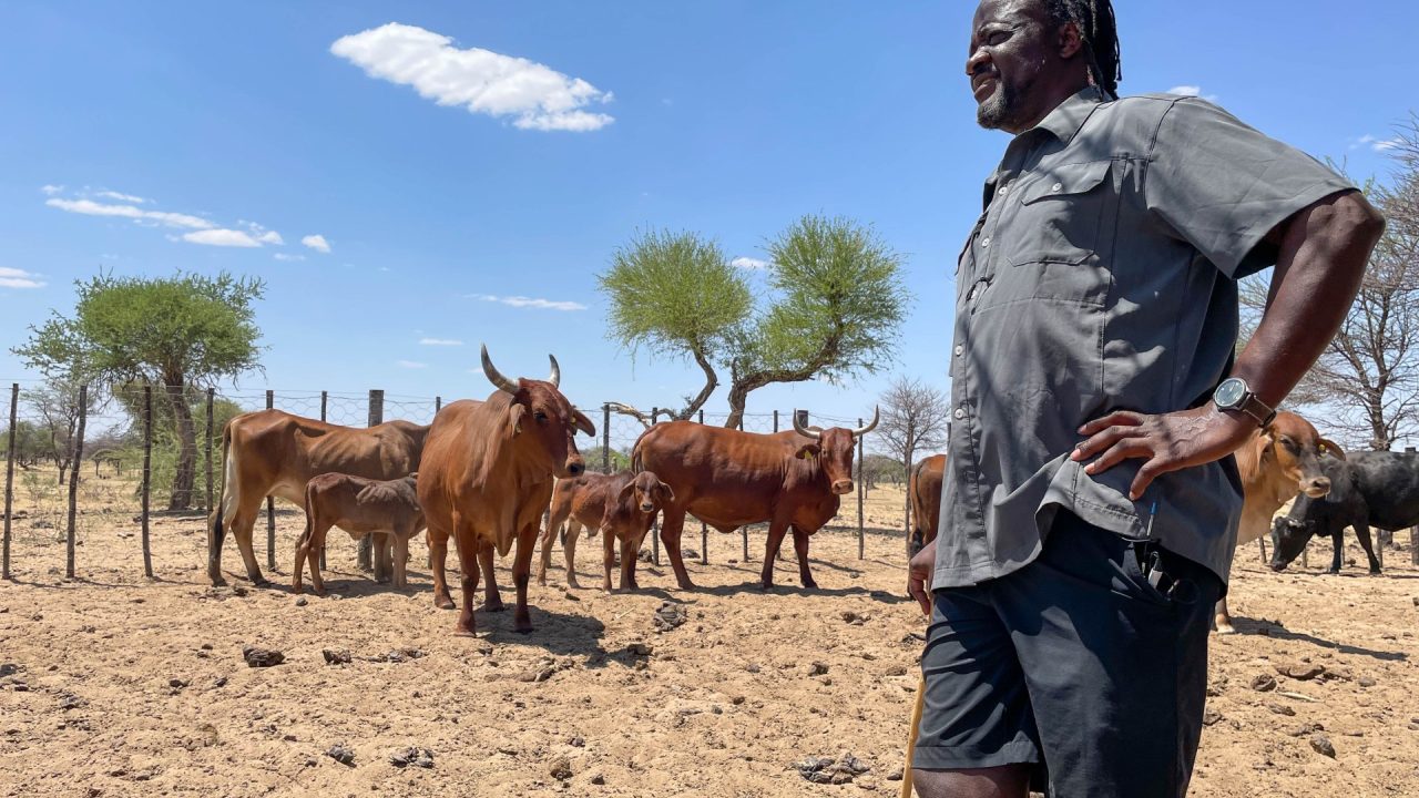 Namibia battles cattle disease outbreak as EU suspends several meat imports
