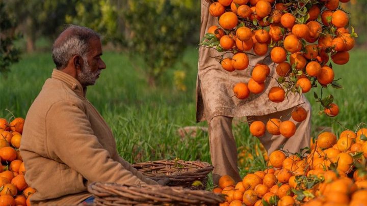Govt Plans 5-Year Incentives to Boost Kinnow Exports
