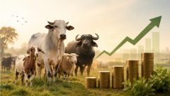 Pakistan Dairy Sector Can Unlock Rs. 500 Billion Extra