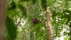 Eight orangutans find new forest home in Indonesia after wildfire rescue