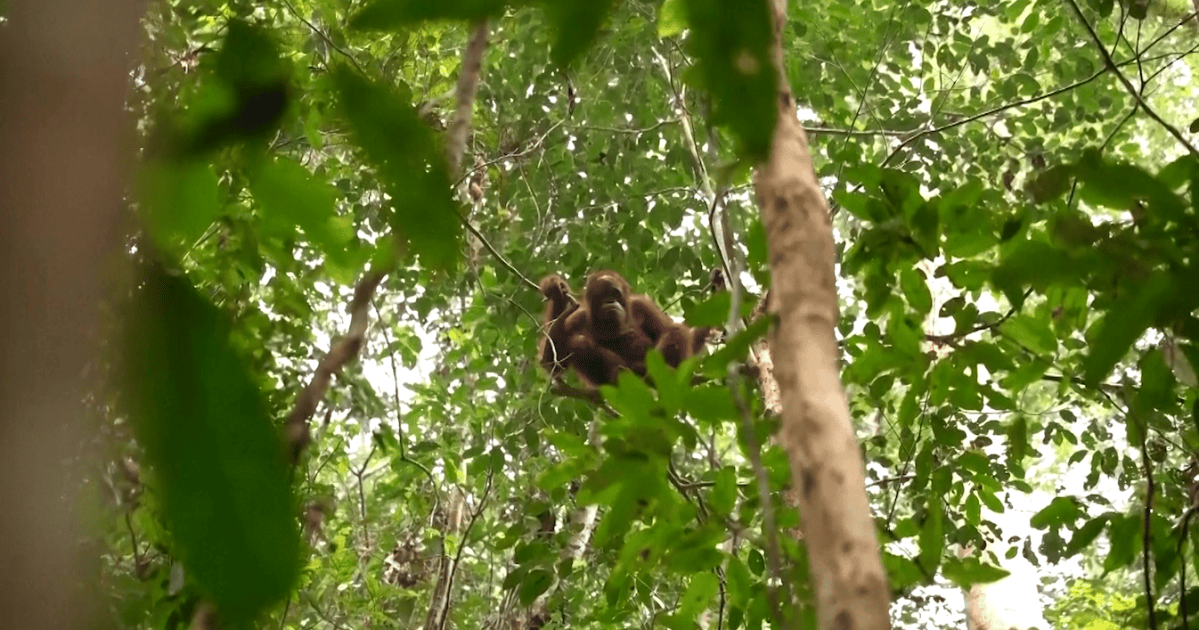 Eight orangutans find new forest home in Indonesia after wildfire rescue