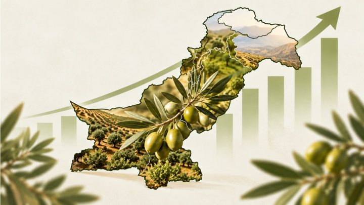 Pakistan’s Olive Oil Production Achieves Important Level