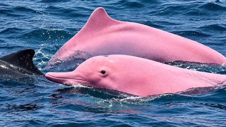 Rare Pink Dolphins Spotted Near Oman