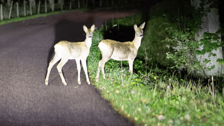 As fall sets in, MDOT advises motorists to be on the lookout for deer crossing roadways