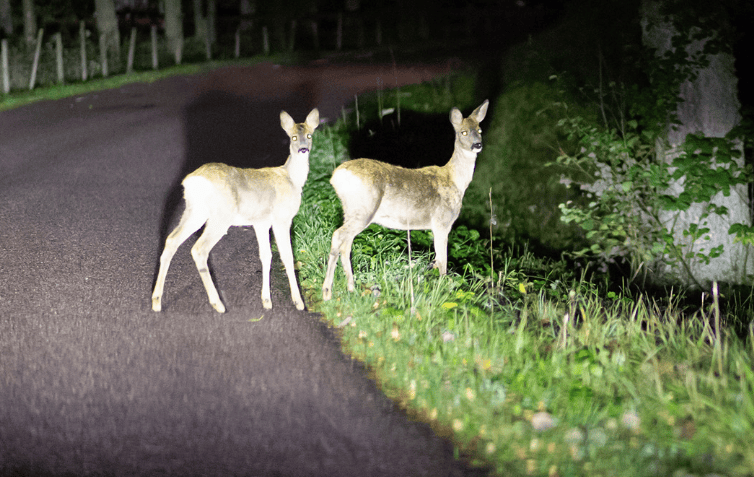 As fall sets in, MDOT advises motorists to be on the lookout for deer crossing roadways