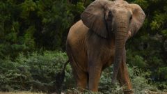Keeping Madhubala alive: The fight for Karachi’s captive elephants