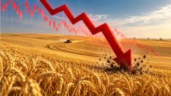 Govt Wheat Policy Has Failed Again
