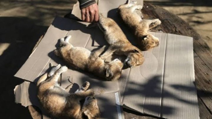 Animals Are Dying at Punjab Zoo