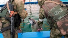 Dead dolphins, naval mines: Russia-Ukraine war destroys the Black Sea