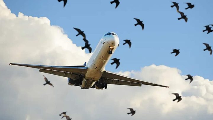 Daily Checks Ordered to Keep Lahore Airport Bird-Free