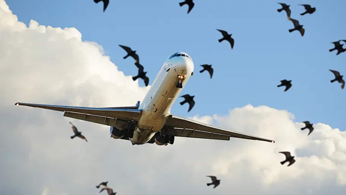 Daily Checks Ordered to Keep Lahore Airport Bird-Free