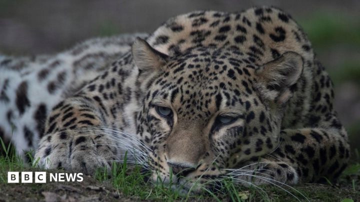 Dutch zookeeper dies after being mauled in leopard enclosure