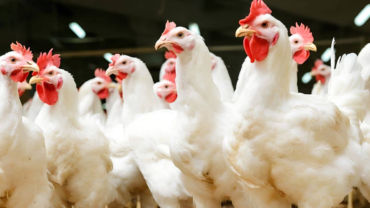 Pakistan Wants to Stop Using Antibiotics on Chicken