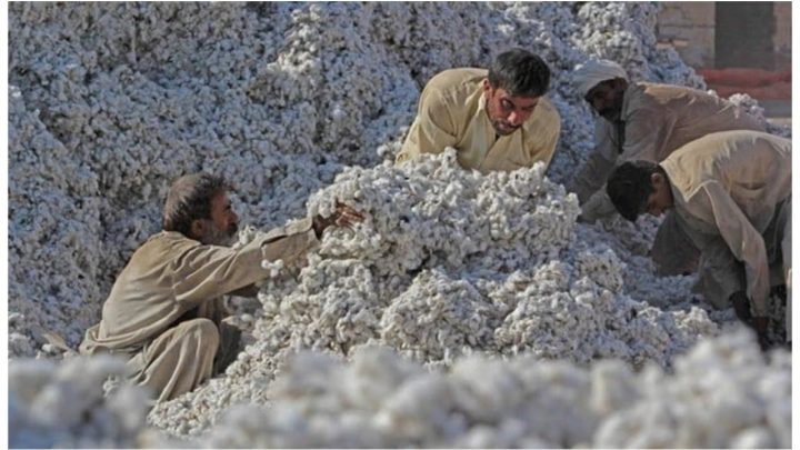 Bad News for Pakistan’s Cotton: World Bank Sounds the Alarm