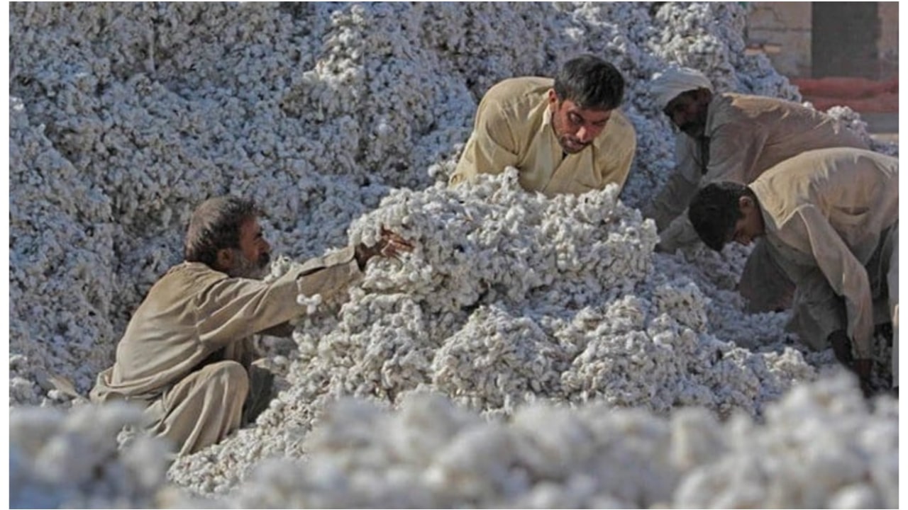 Bad News for Pakistan’s Cotton: World Bank Sounds the Alarm