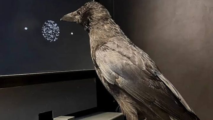 Crow Brain Outpaces Humans and Monkeys