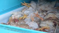 6 PFA Officials Injured During Raid to Seize 1 Ton Dead Chicken