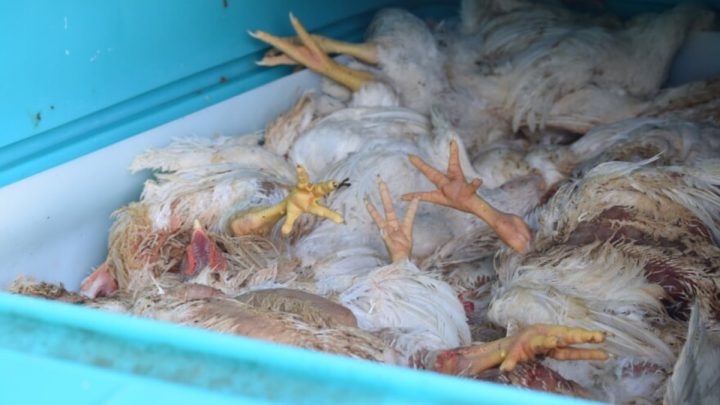 6 PFA Officials Injured During Raid to Seize 1 Ton Dead Chicken