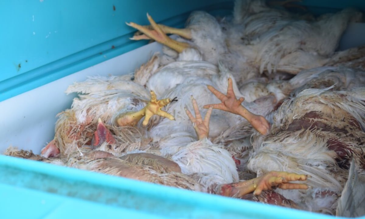 6 PFA Officials Injured During Raid to Seize 1 Ton Dead Chicken