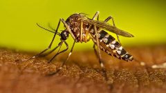 KP Reports Highest Single-Day Dengue Cases of 2026