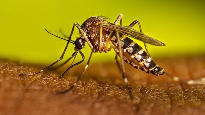KP Reports Highest Single-Day Dengue Cases of 2026