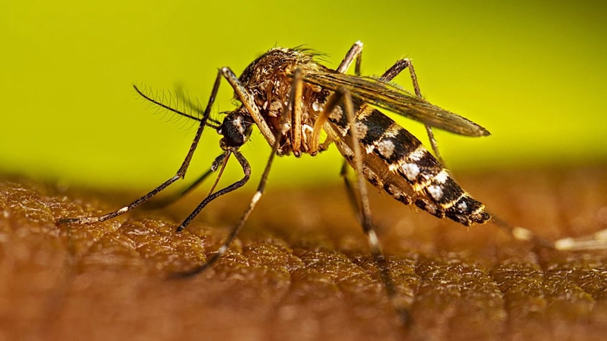 KP Reports Highest Single-Day Dengue Cases of 2026